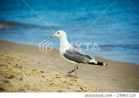 One seagull standing in sand on a beach 29961120