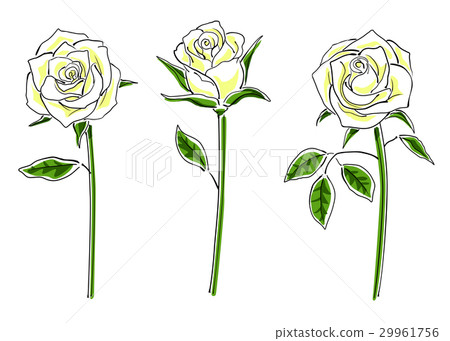 A set of white roses (simple) A set of white roses (simple) 29961756