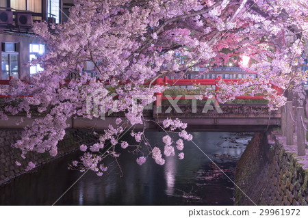Cherry blossoms at Kinosaki Onsen 29961972