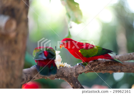 Beautiful red parrot eating fruit 29962161