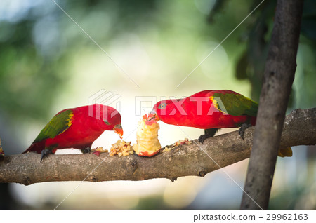 A pair of red parrot with green wings eating fruit 29962163