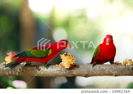 Beautiful red parrot eating fruit 29962164