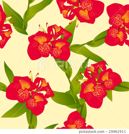 Red Canna indica - Canna lily, Indian Shot  29962911
