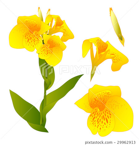 Yellow Canna indica - Canna lily, Indian Shot - Stock Illustration ...