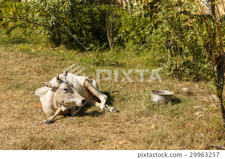 White cow lies on green grass, Nepal White cow lies on green grass, Nepal 29963257