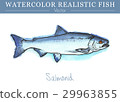 Hand painted watercolor edible fish. Vector design 29963855