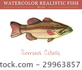 Hand painted watercolor edible fish. Vector design 29963857