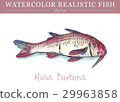 Hand painted watercolor edible fish. Vector design 29963858