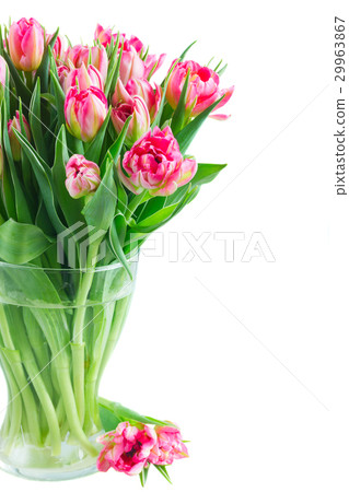 bouquet of pink tulips bouquet of pink tulips 29963867