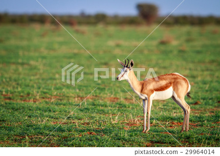 Springbok standing in the grass. Springbok standing in the grass. 29964014