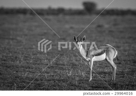 Springbok starring at the camera. Springbok starring at the camera. 29964016