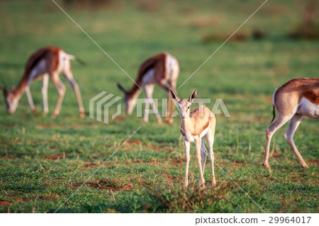 Baby Springbok starring at the camera. 29964017