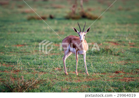 Springbok starring at the camera. Springbok starring at the camera. 29964019