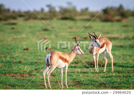 Two Springboks standing in the grass. Two Springboks standing in the grass. 29964020
