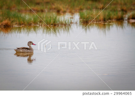 Swimming Cape teal. Swimming Cape teal. 29964065
