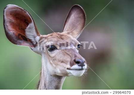 Starring female Kudu. 29964070