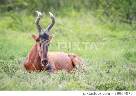 Red hartebeest laying in the grass. Red hartebeest laying in the grass. 29964073