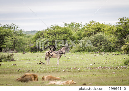 Pride of Lions resting in front of a zebra. Pride of Lions resting in front of a zebra. 29964140