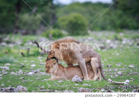 Mating pair of Lions. Mating pair of Lions. 29964167
