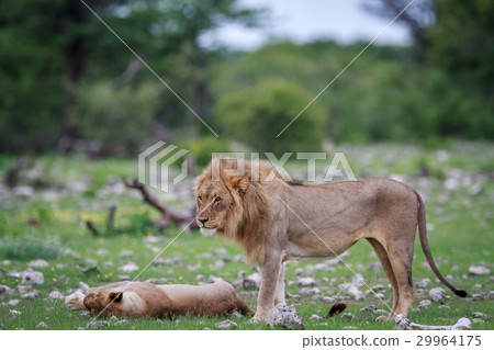 Lion mating couple laying in the grass. Lion mating couple laying in the grass. 29964175