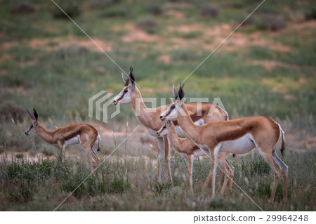 Herd of starring Springbok. Herd of starring Springbok. 29964248