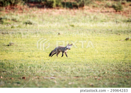 Bat-eared fox walking in the grass. 29964283