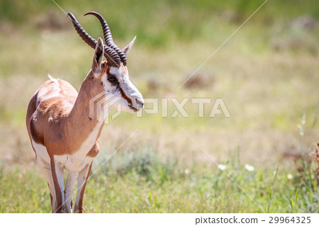 Side profile of a Springbok. Side profile of a Springbok. 29964325