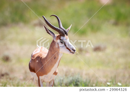 Side profile of a Springbok. Side profile of a Springbok. 29964326