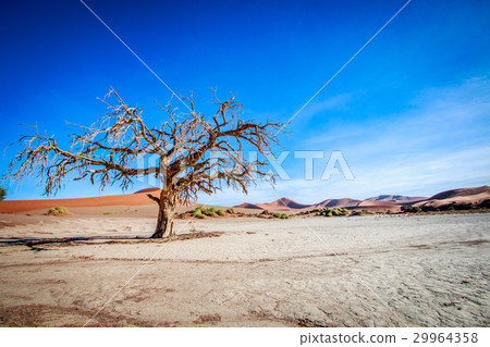 Dead tree in Sossusvlei desert. Dead tree in Sossusvlei desert. 29964358