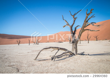 Dead tree in Sossusvlei desert. 29964360