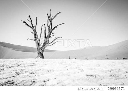Dead tree in Sossusvlei in black and white. Dead tree in Sossusvlei in black and white. 29964371