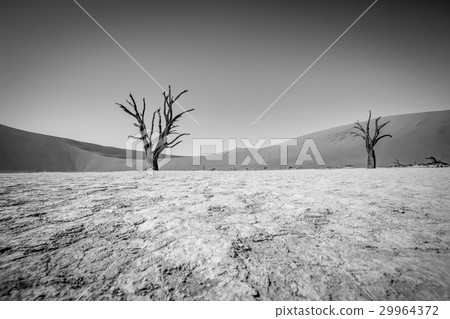 Dead tree in Sossusvlei in black and white. Dead tree in Sossusvlei in black and white. 29964372