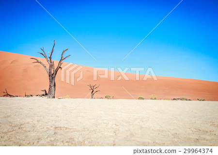 Dead tree in Sossusvlei desert. Dead tree in Sossusvlei desert. 29964374