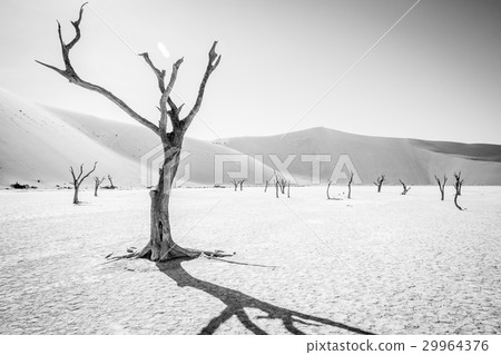 Dead tree in Sossusvlei in black and white. Dead tree in Sossusvlei in black and white. 29964376