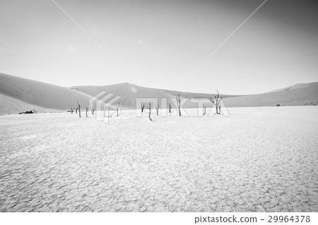 Dead tree in Sossusvlei in black and white. 29964378