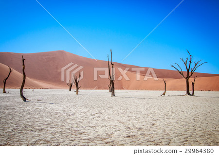 Dead tree in Sossusvlei desert. Dead tree in Sossusvlei desert. 29964380