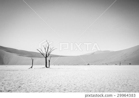 Dead tree in Sossusvlei in black and white. 29964383