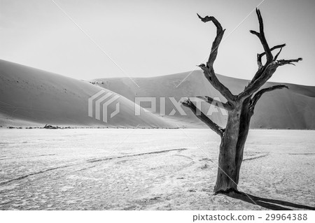 Dead tree in Sussusvlei in black and white. Dead tree in Sussusvlei in black and white. 29964388