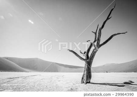 Dead tree in Sossusvlei in black and white. Dead tree in Sossusvlei in black and white. 29964390