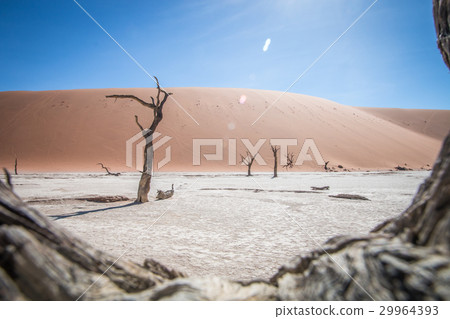 Dead tree in Sossusvlei desert. Dead tree in Sossusvlei desert. 29964393