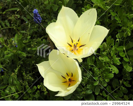 Tulip / Tachikawa ' Tulip / Tachikawa ' 29964524