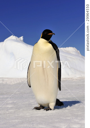 Emperor Penguin on the snow 29964550