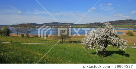 Chery blossom at lake Pfaffikon 29964557