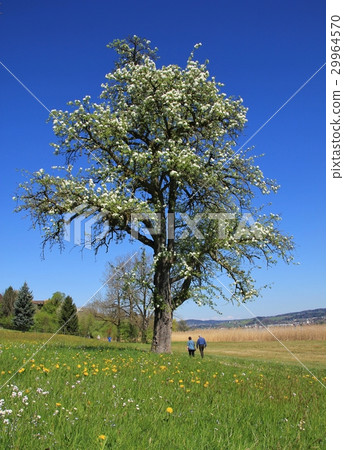 Spring scene in Seegraben 29964570