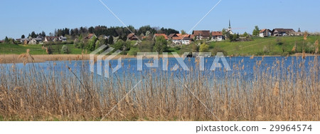 Shore of lake Pfaffikon Shore of lake Pfaffikon 29964574