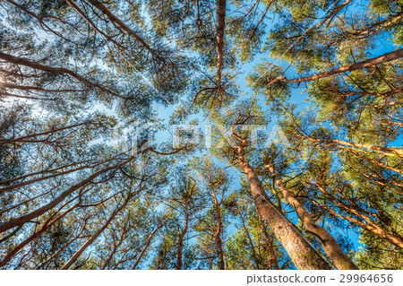 Canopy Of Pines Trees. Upper Branches Of Woods In 29964656