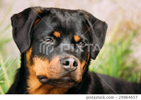 Young Black Rottweiler Metzgerhund Puppy Dog Play 29964657