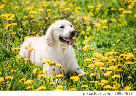 Funny Young Happy Labrador Retriever Sitting In 29964658