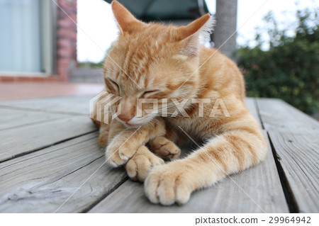 Leisurely cat 29964942