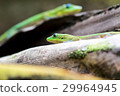 zwei Goldstaub-Taggeckos 29964945